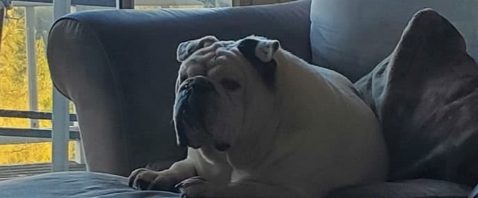 Original couch photo of Flash beside a window