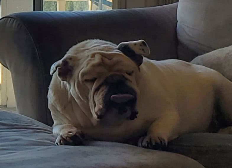 Original couch photo of Flash with his tongue out