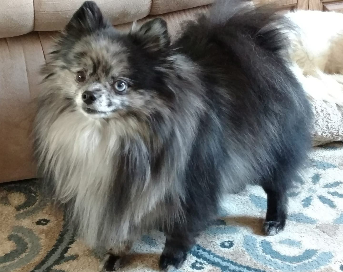 Original pet photo before transformation 18