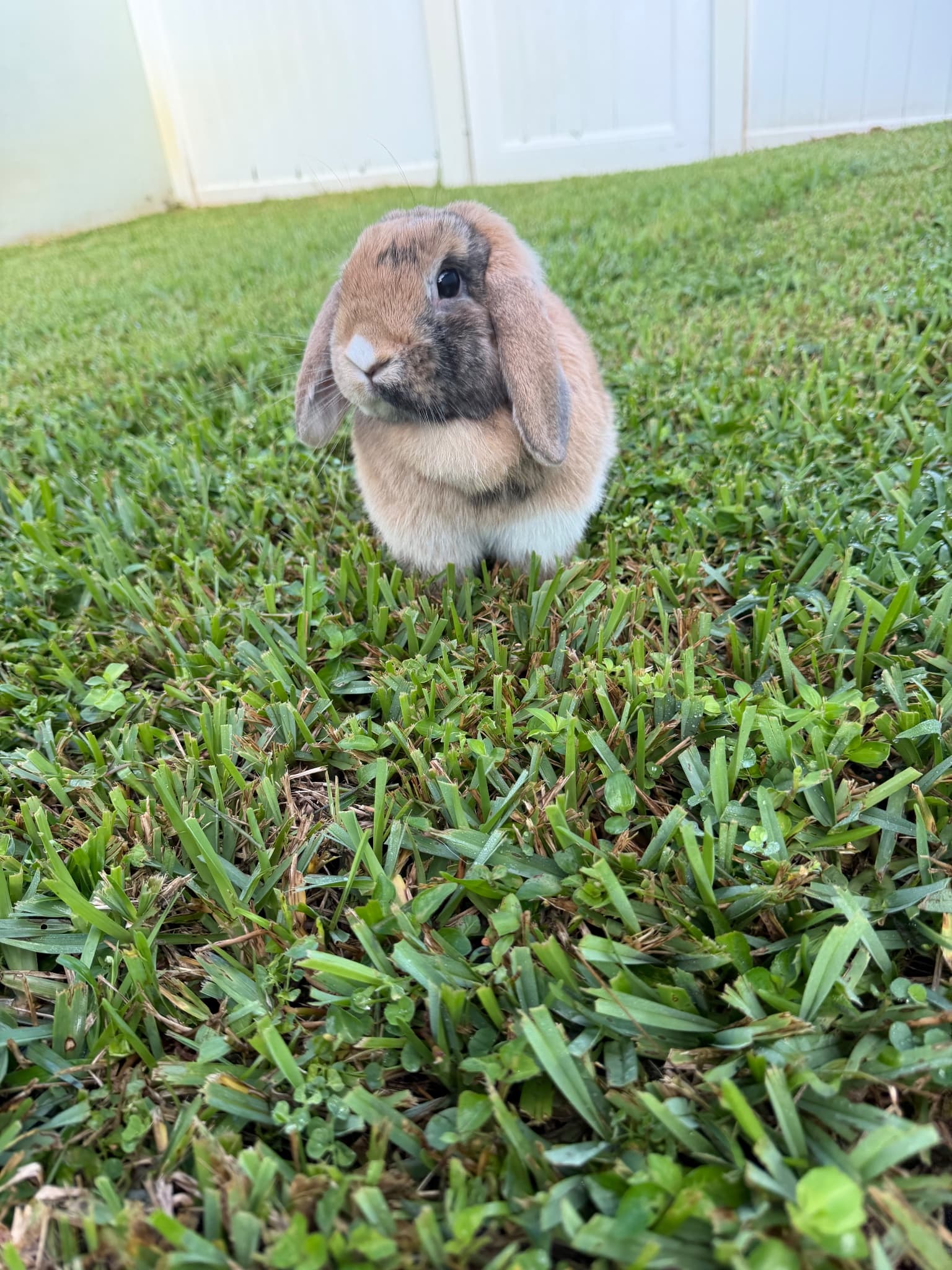 Original pet photo before transformation 16