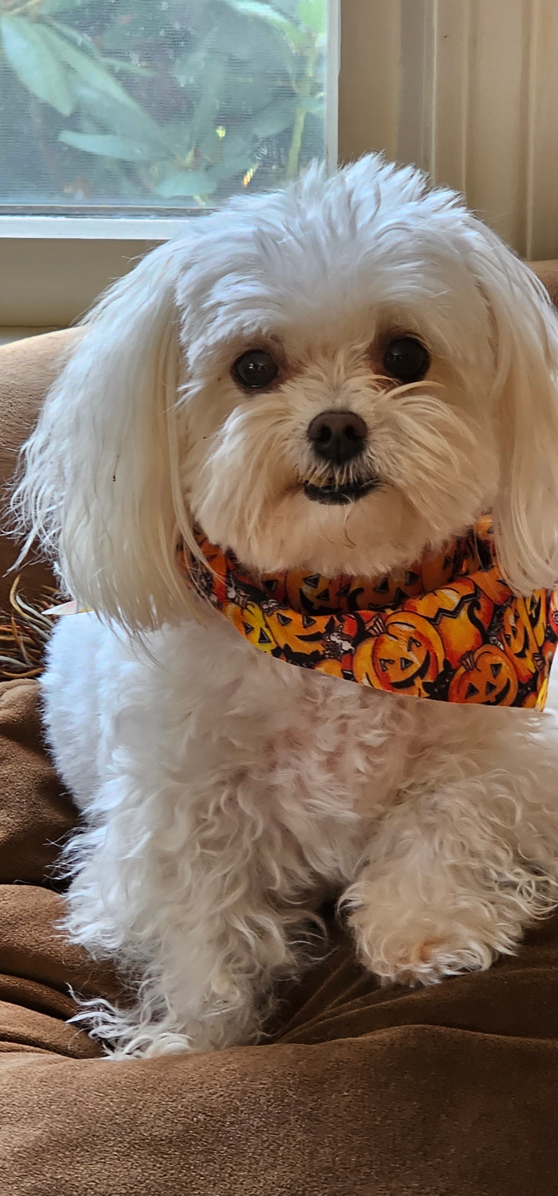 Original pet photo before transformation 8