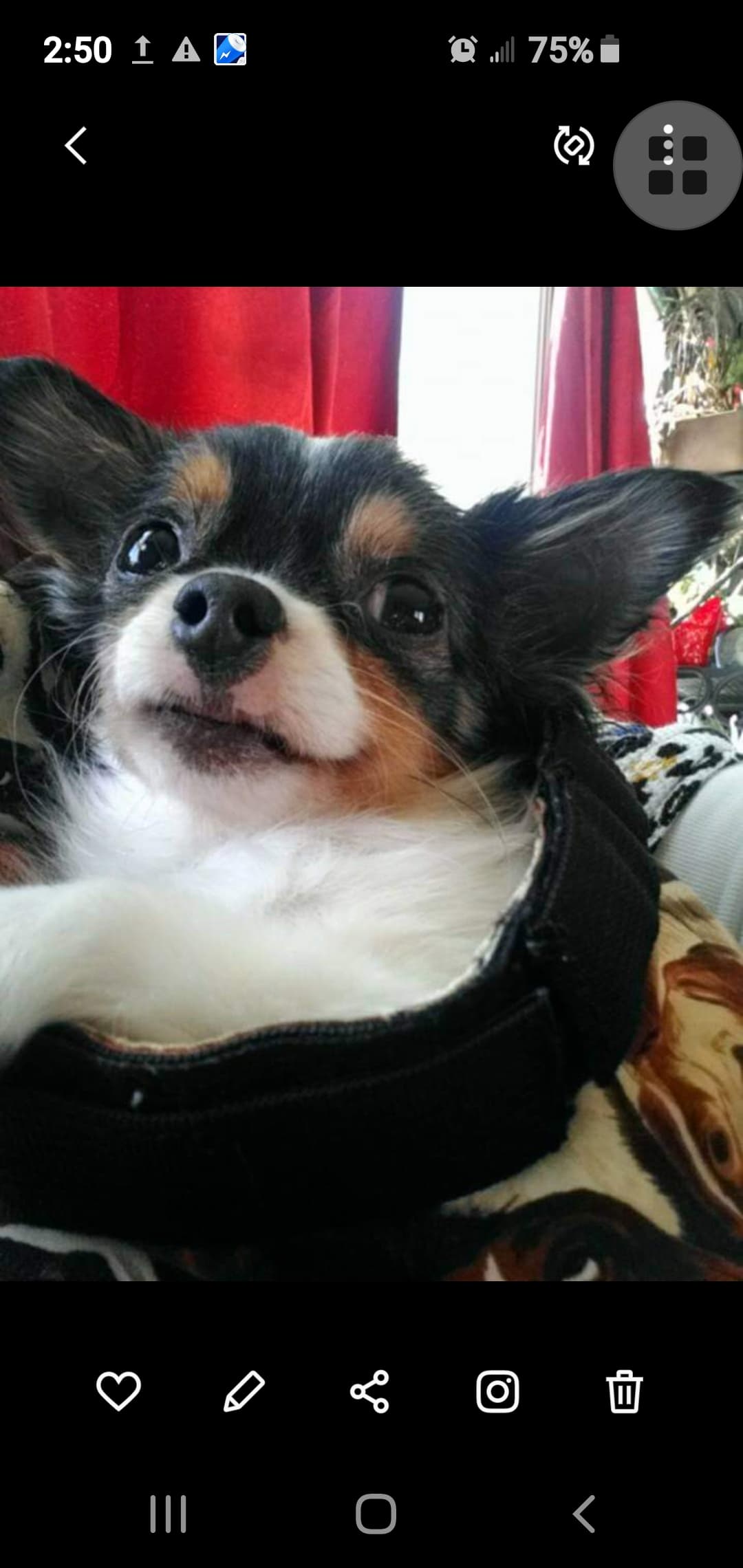 Original pet photo before transformation 14