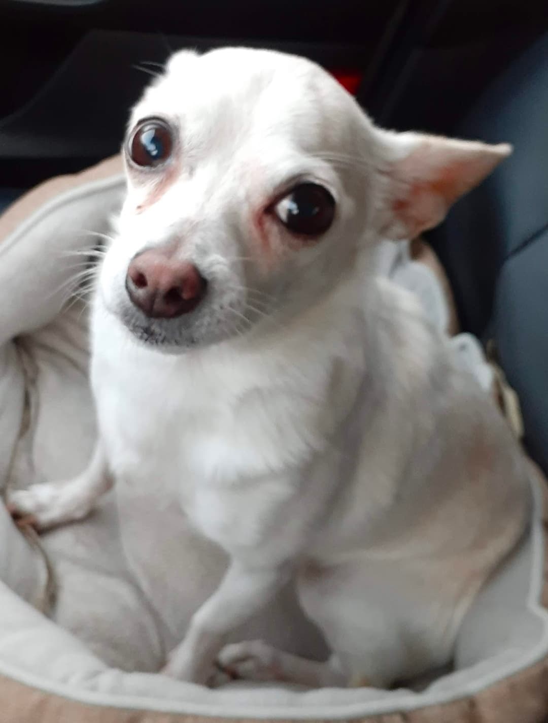Original pet photo before transformation 21