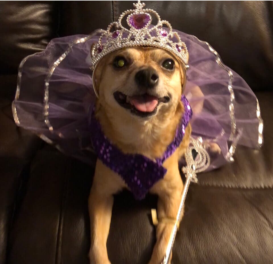 Original pet photo before transformation 31