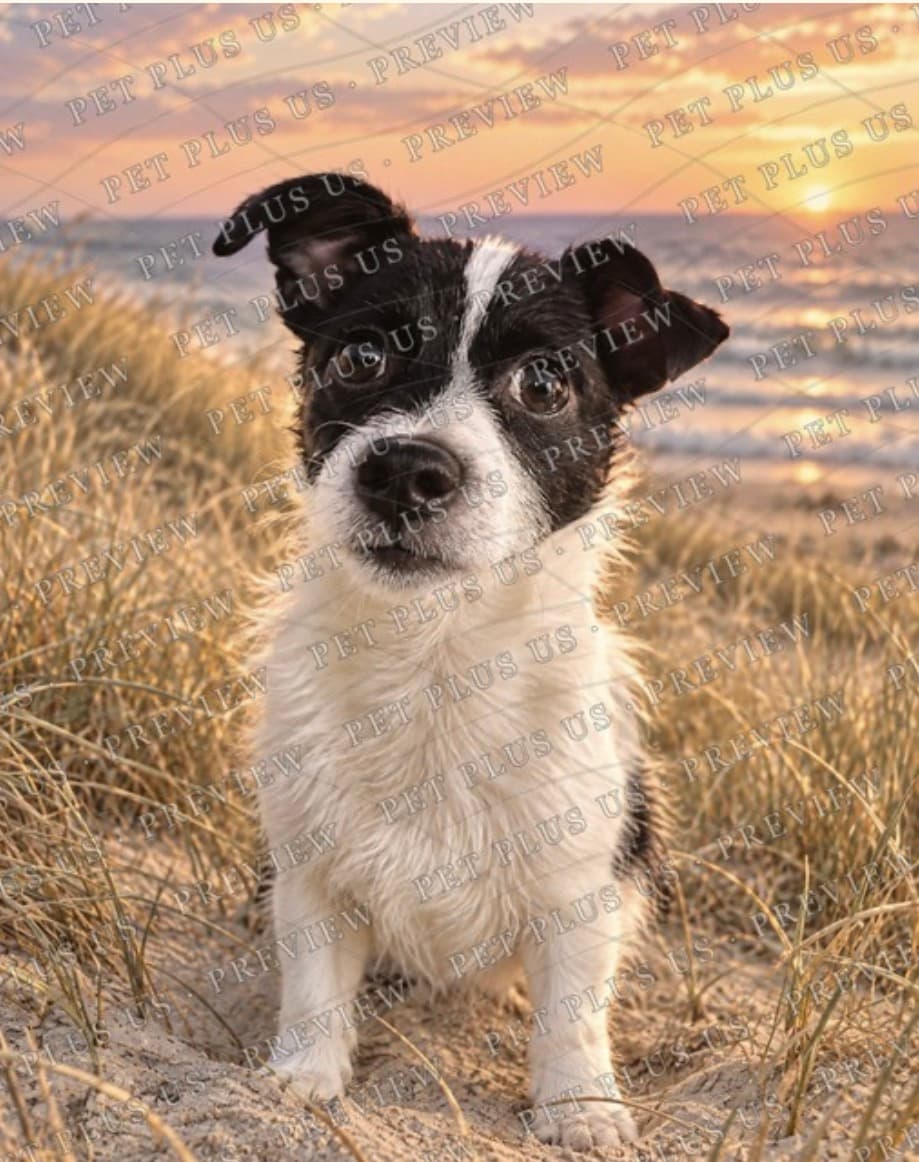 Original pet photo before transformation 1
