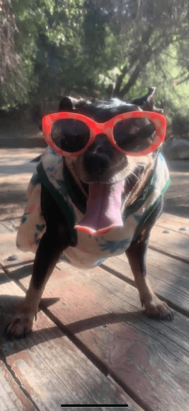 Original pet photo before transformation 22