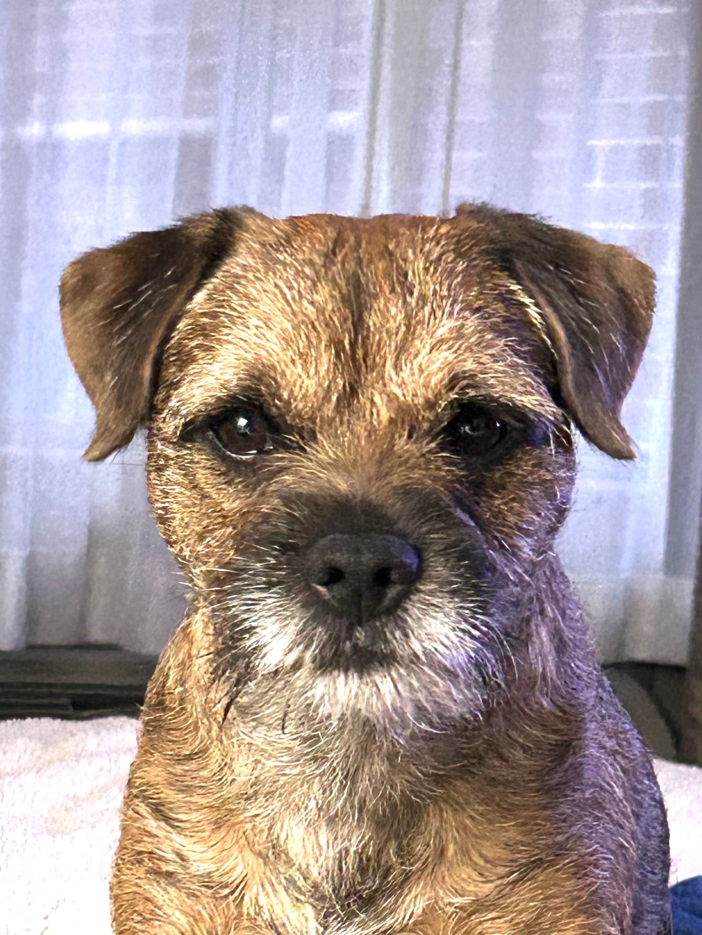 Original pet photo before transformation 27