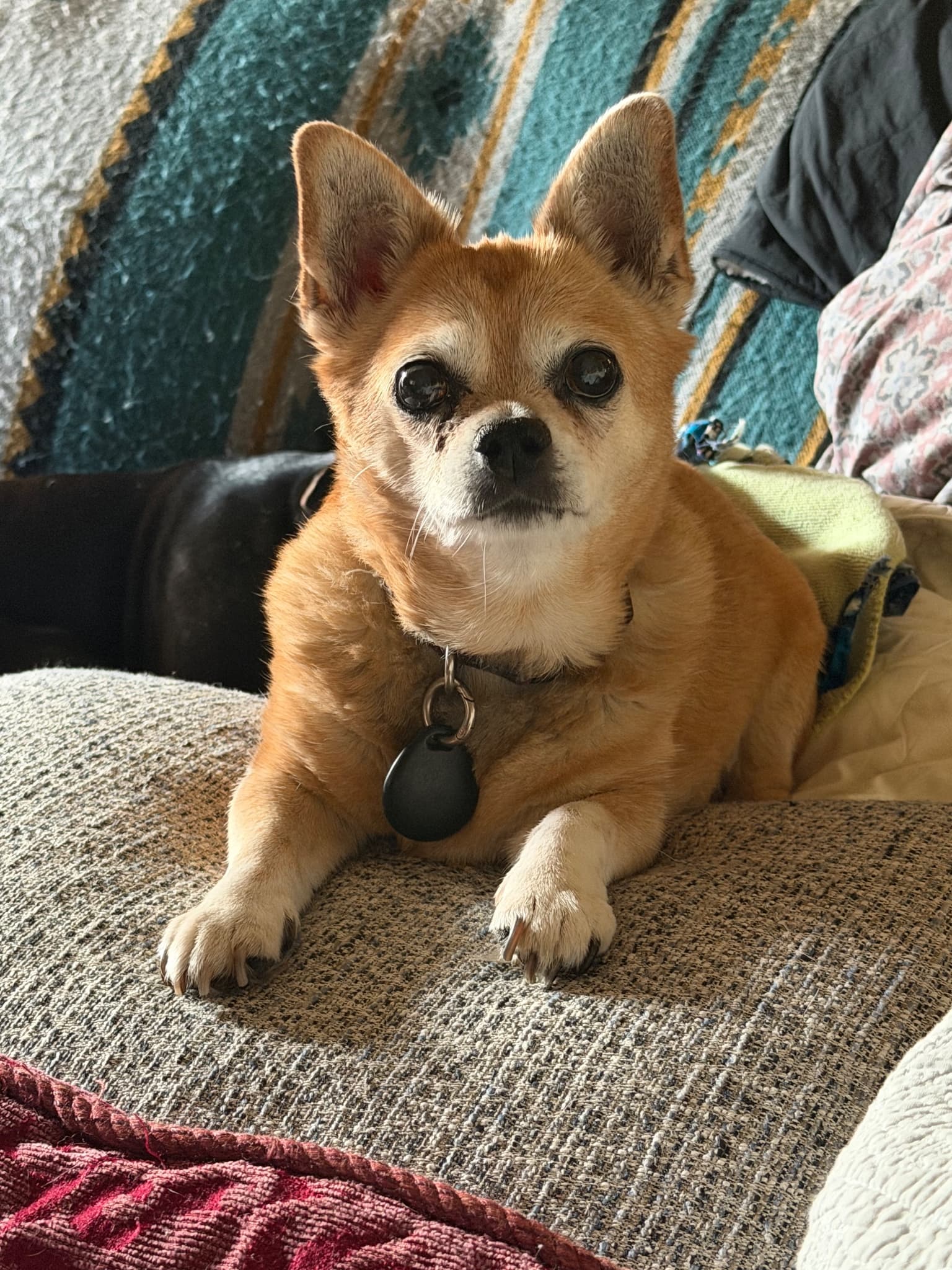 Original pet photo before transformation 17