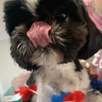 Original pet photo before transformation 3