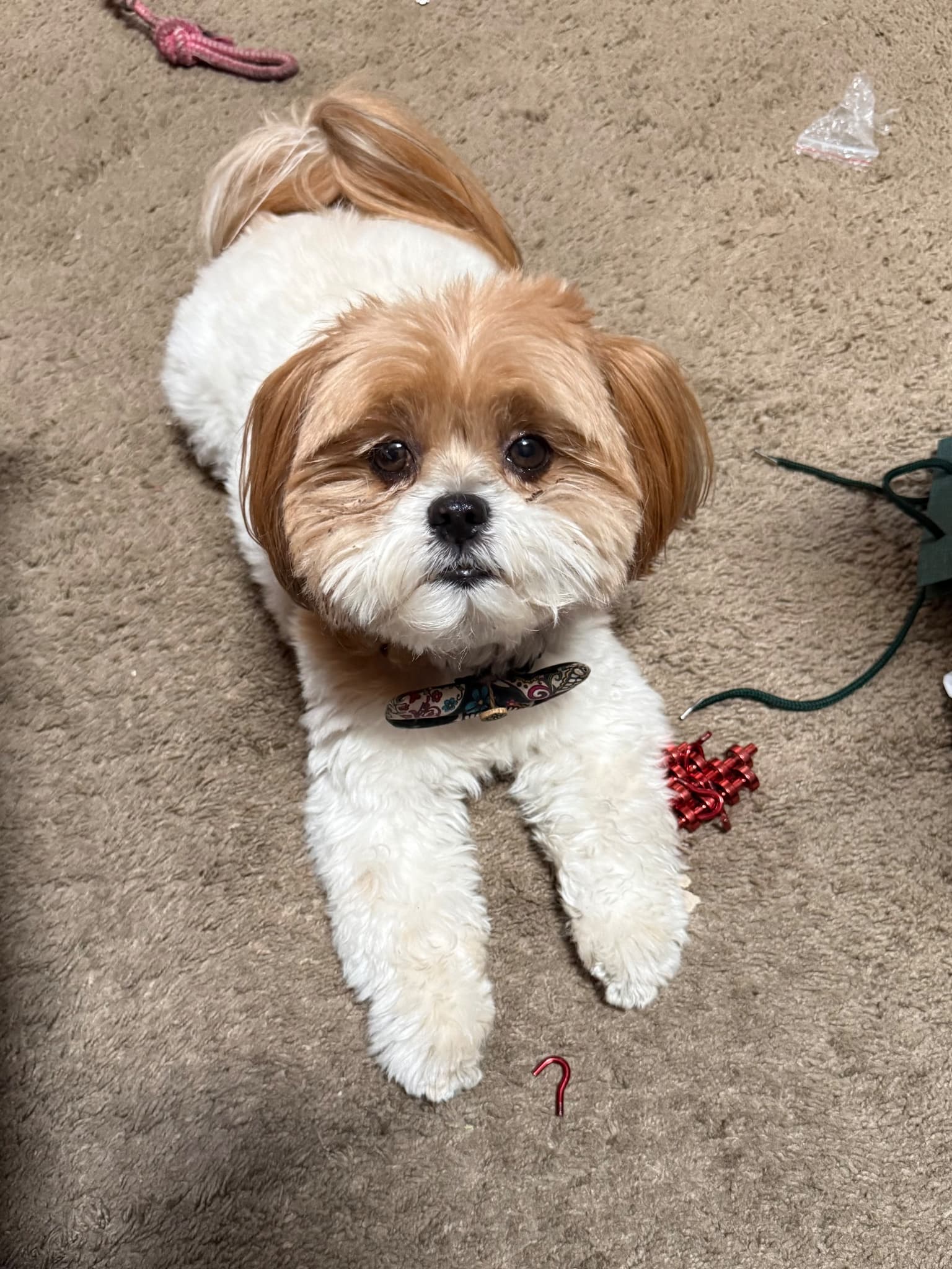 Original pet photo before transformation 4
