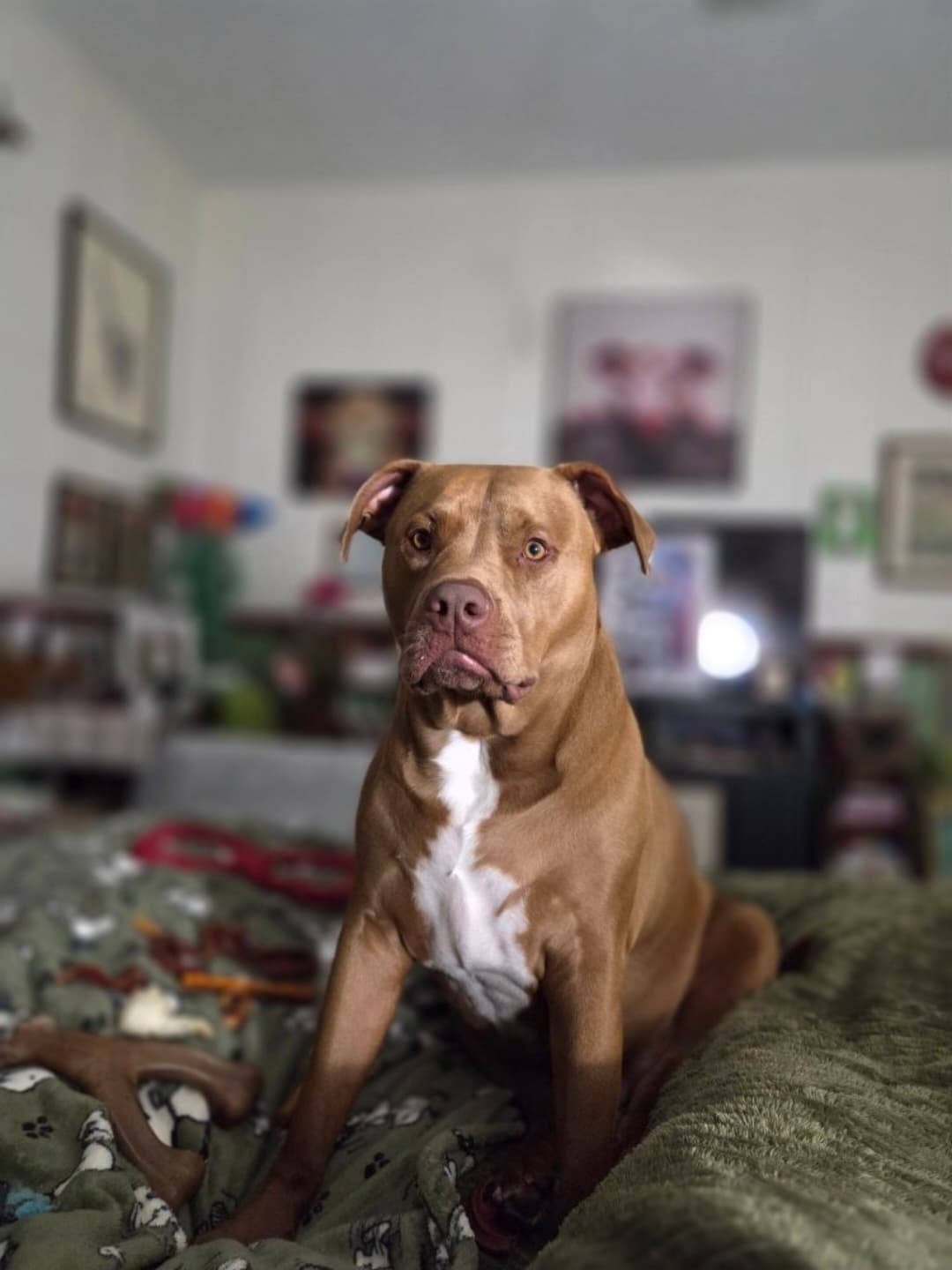 Original pet photo before transformation 36