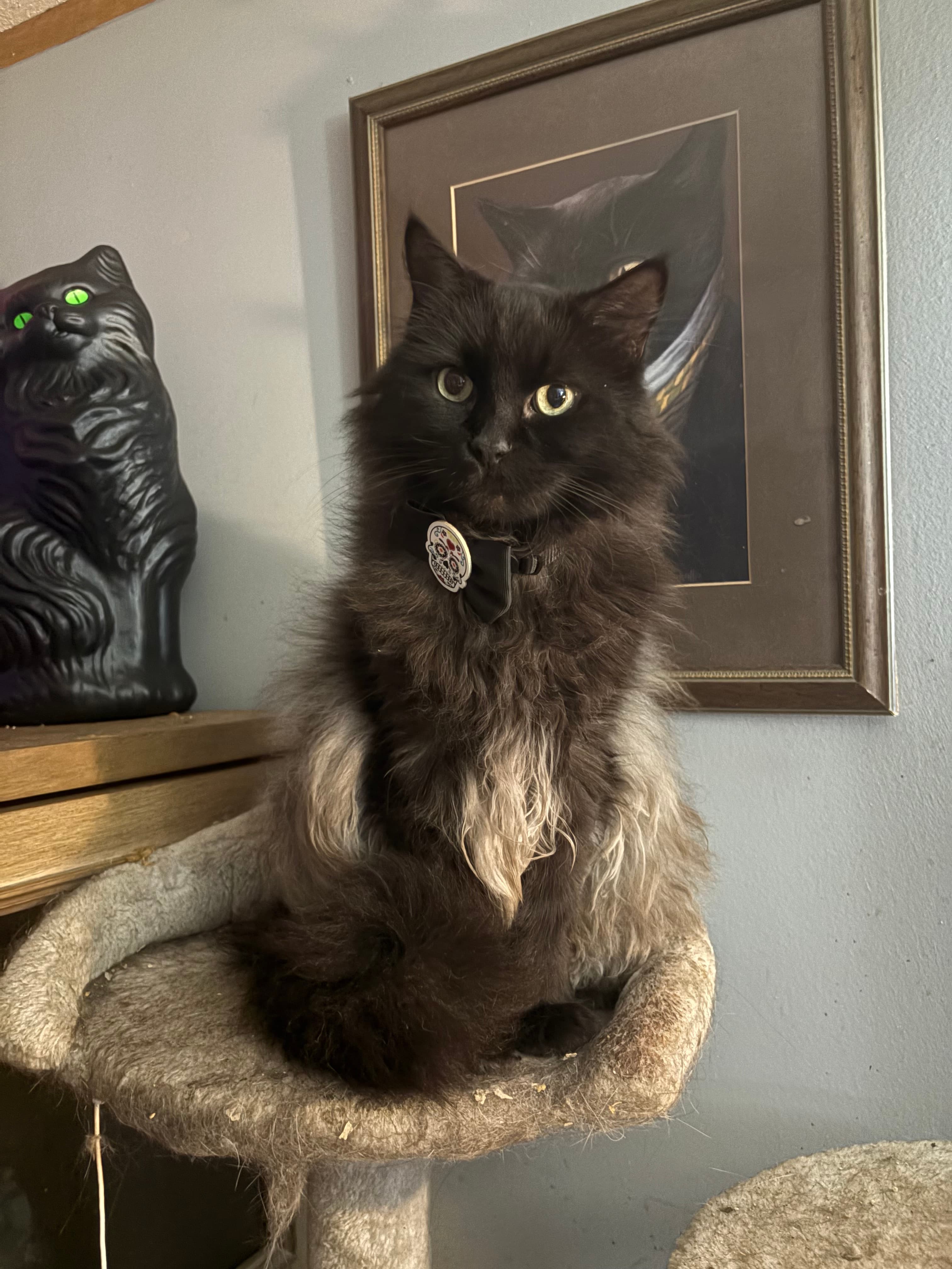 Original pet photo before transformation 9